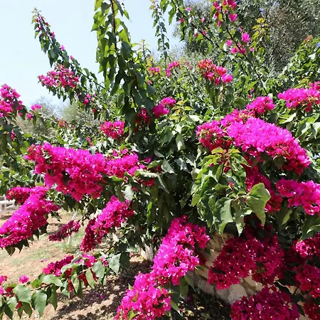 Mezzanine Bay בית הארחה 3*